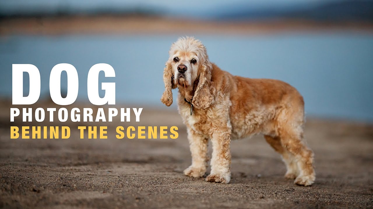 DOG PHOTOGRAPHY BEHIND THE SCENES | Canon EOS R5, RF 70-200mm 2.8L, RF 85mm 1.2L, RF 15-35mm 2.8L
