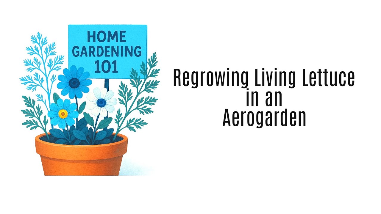 Regrowing Living Lettuce in an Aerogarden | Update on Regrowing Green Onions | Sustainable Living 