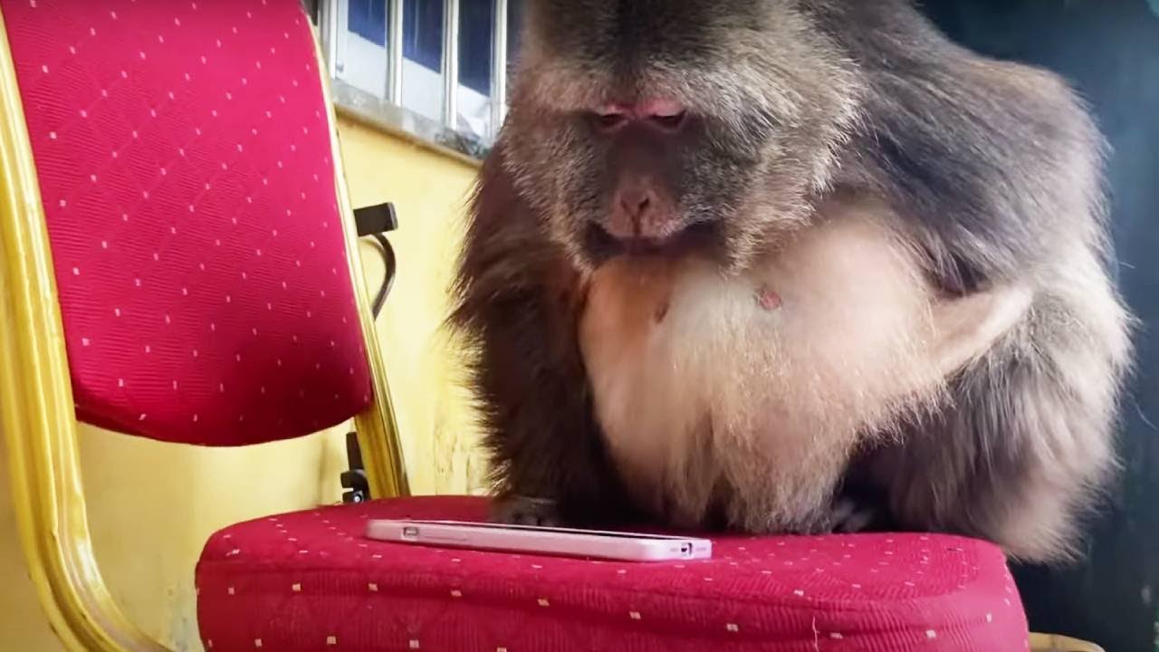 Such A Gentle Monkey, He Even Wipes The Face Of The Cat On The Phone