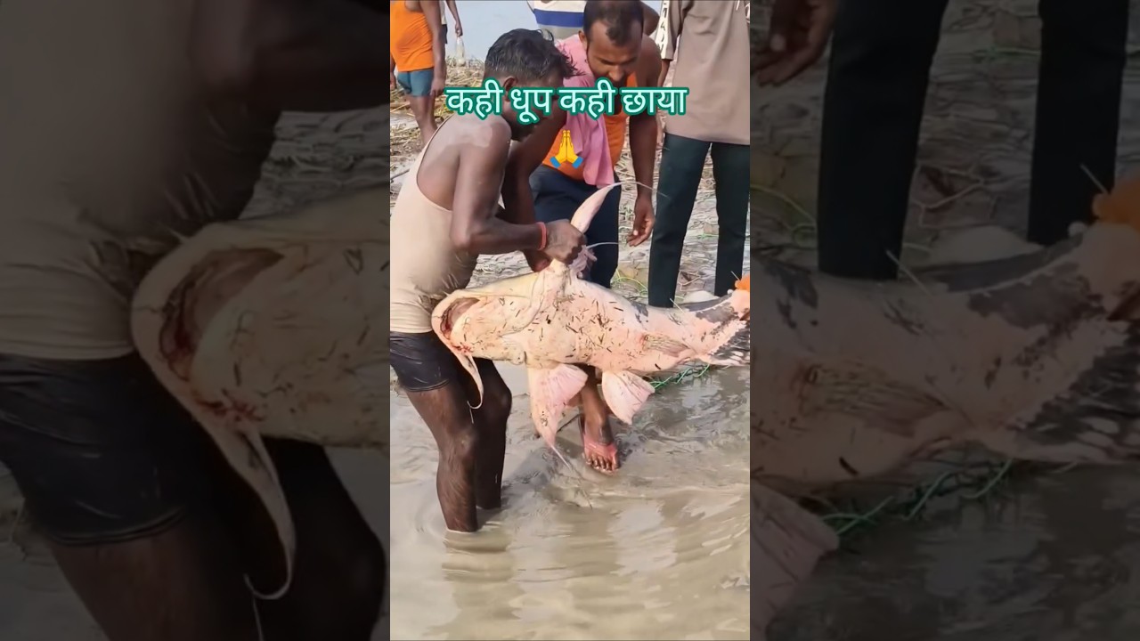 nepal flood video | gandak nadi update | kosi river | fish catching | badh me fish | ganga update