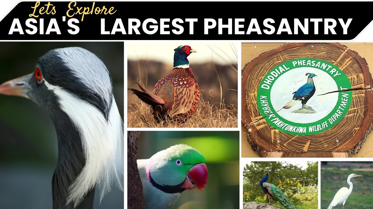 Largest Pheasantry in Asia | Asian Birds | Info Biodiversity