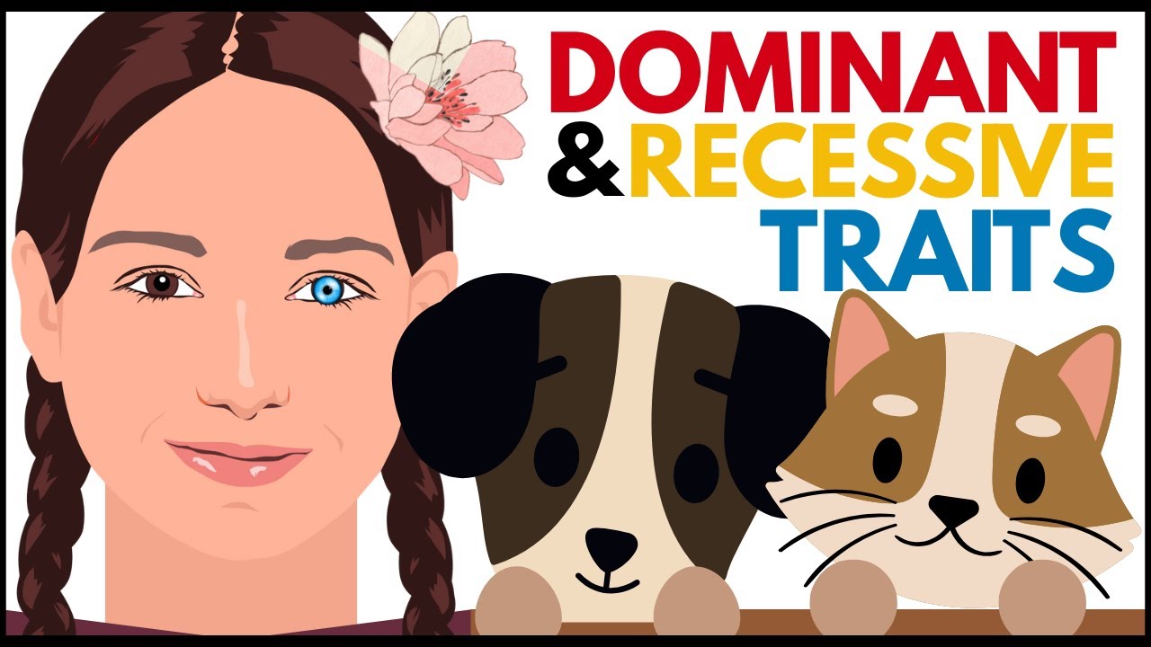Dominant & Recessive Traits Explained | Eye Colors, Genes, and Examples in Humans, Plants & Animals