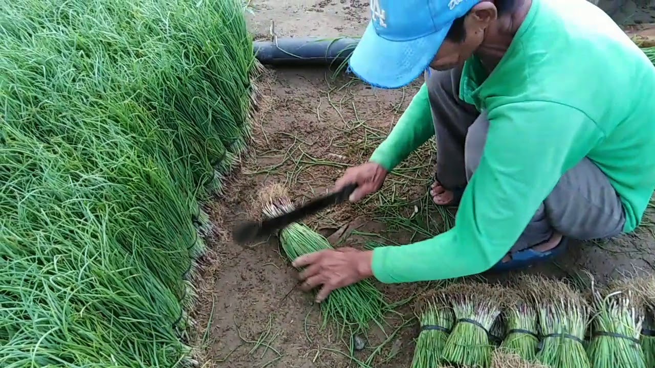 Paano mag tanim ng sibuyas na pula.