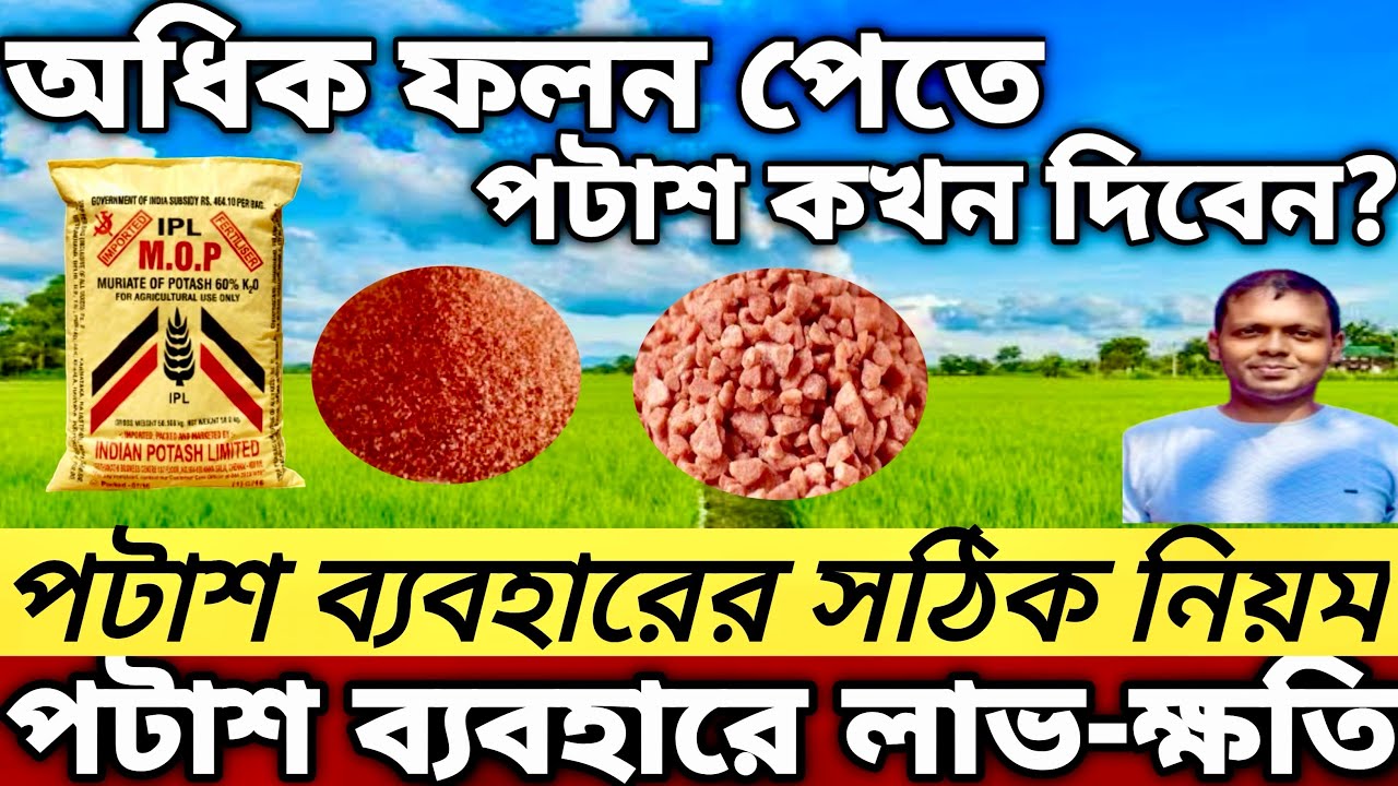 ধানের অধিক ফলন পেতে  পটাশ কখন কত পরিমানে প্রয়োগ করবেন @AgricultureBook 