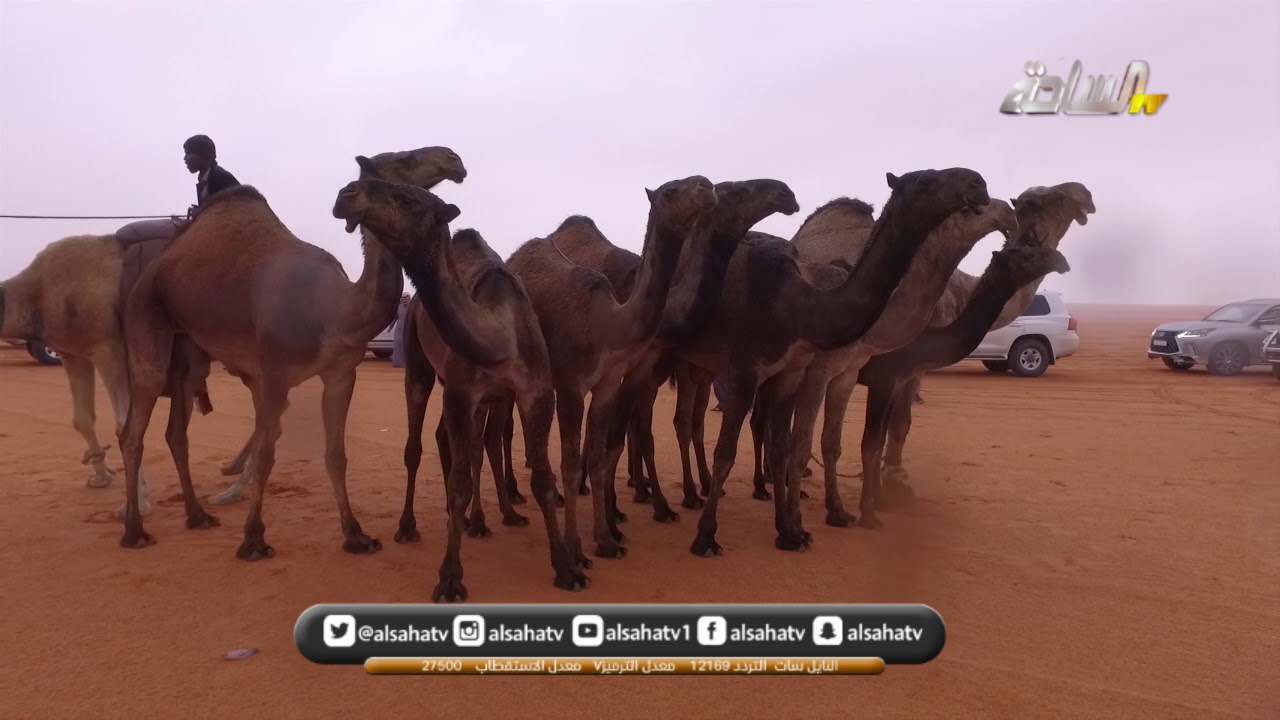 دخول فئه الفحل وانتاجة صفر - مهرجان الملك عبدالعزيز للأبل 4