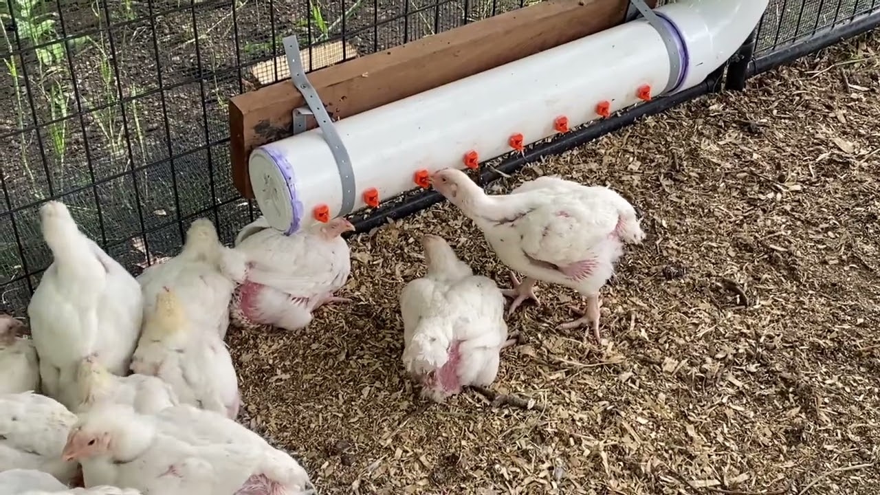 Chicken tractor watering system