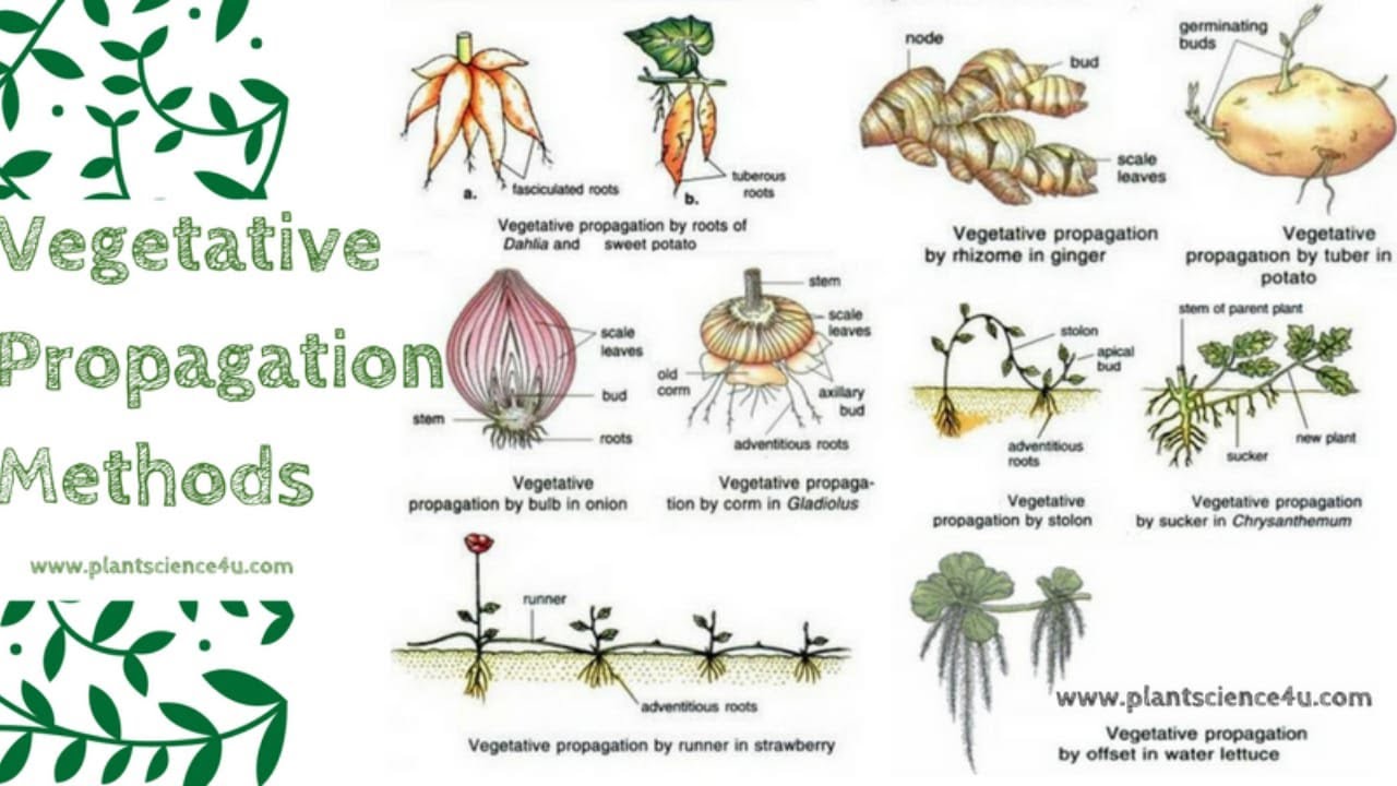 ADVANTAGES AND DISADVANTAGES OF VEGETATIVE PROPAGATION bobbi tech