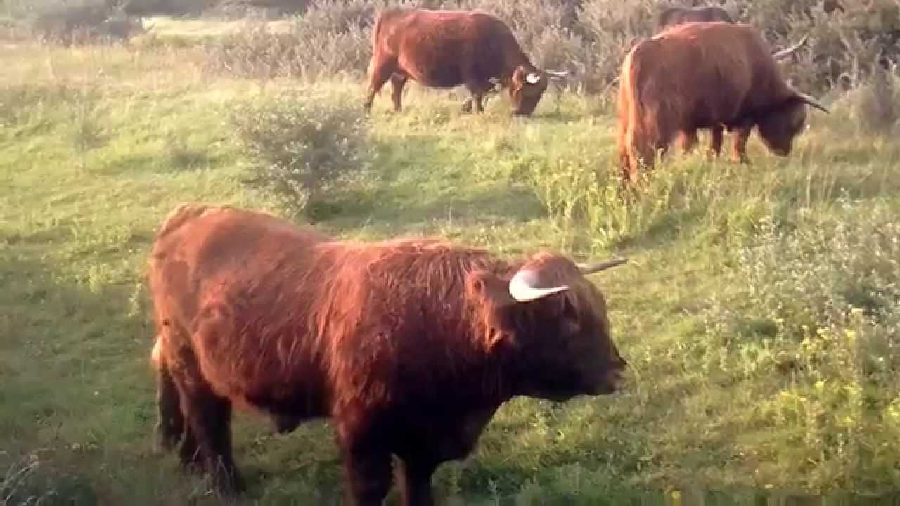 DE LANDTONG     SCHOTSE HOOGLANDER