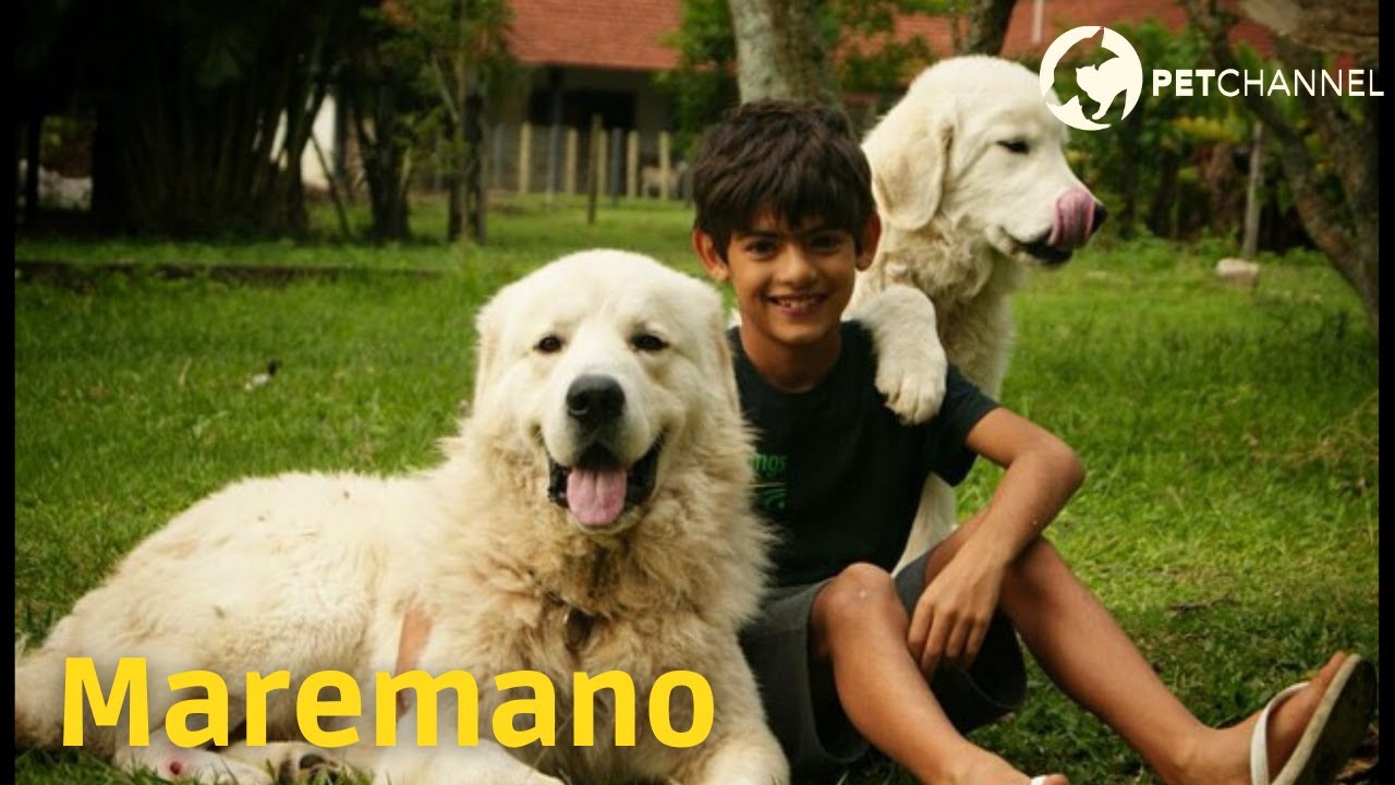 Pet Raças - Maremano