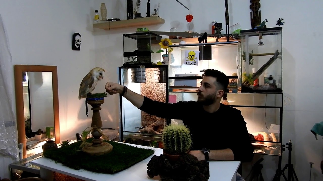 🦉معلومات عن بومة وجه القلب(لوكي)كيف تربيتها بالمنزل وماذا تطعمها