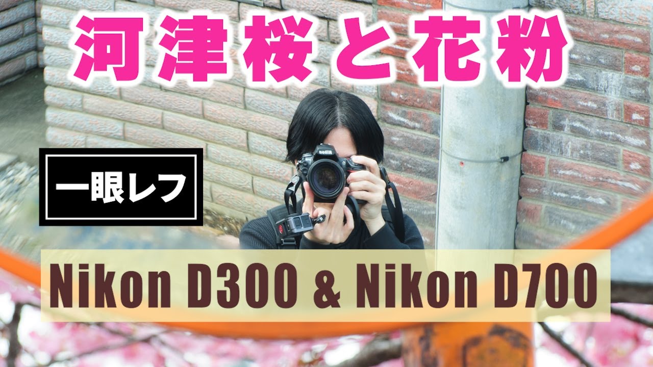 【一眼レフ】河津桜が満開と聞いてスナップしてきた【Nikon D300 / D700】