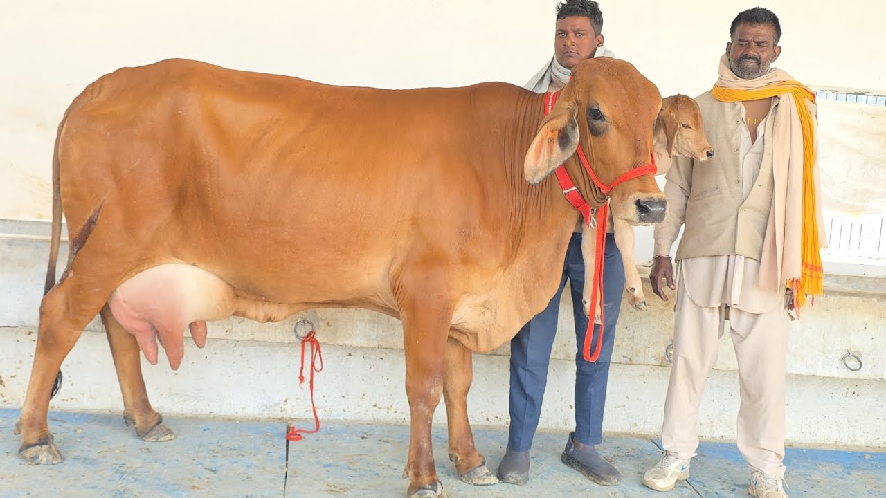 MP के किसानों द्वारा खरीदी गई बेजोड़ गाय शकील डेयरी फार्म से!8127933448,9936366262,8127932875