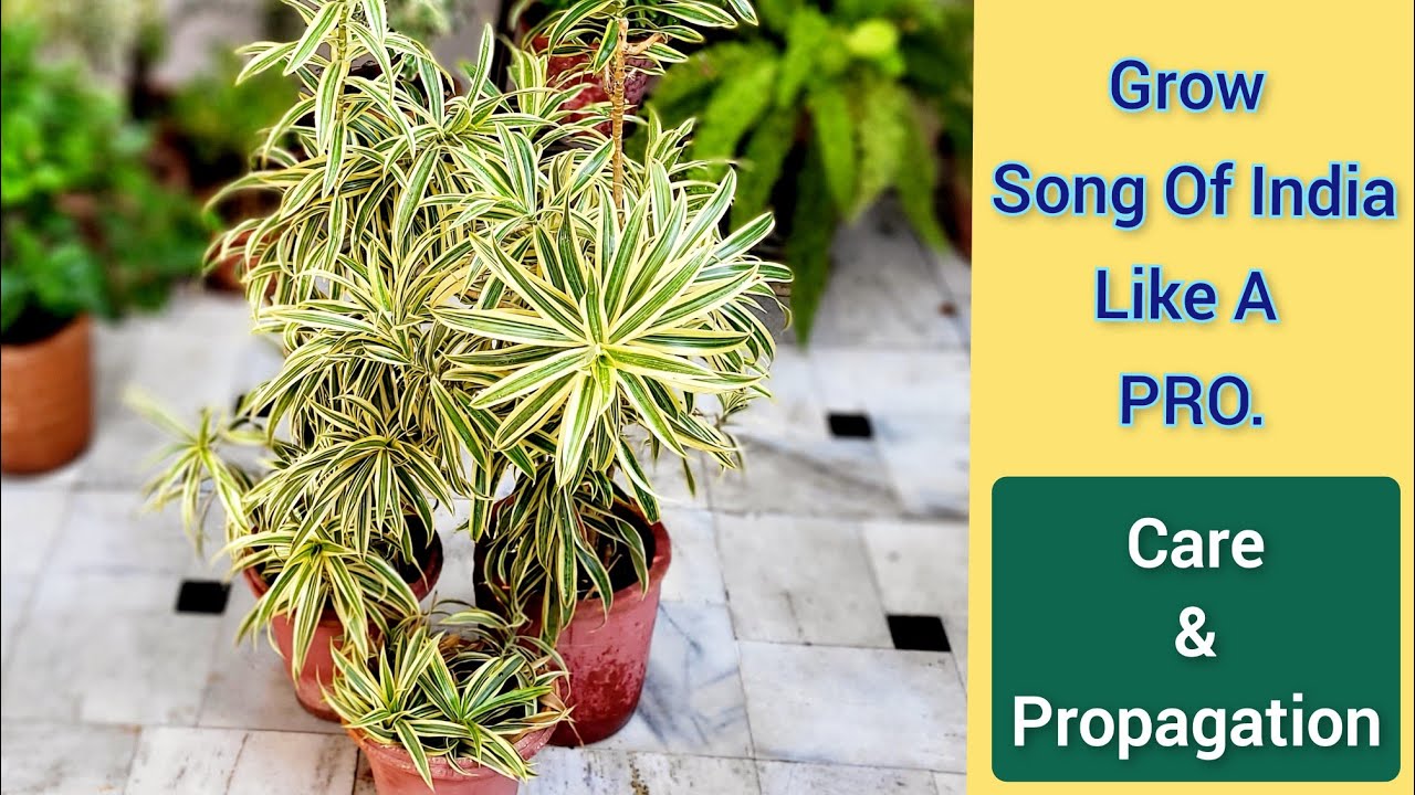 Grow song of india like a pro., Dracaena plant care & propagation tips(Hindi), Make dracaena bushy