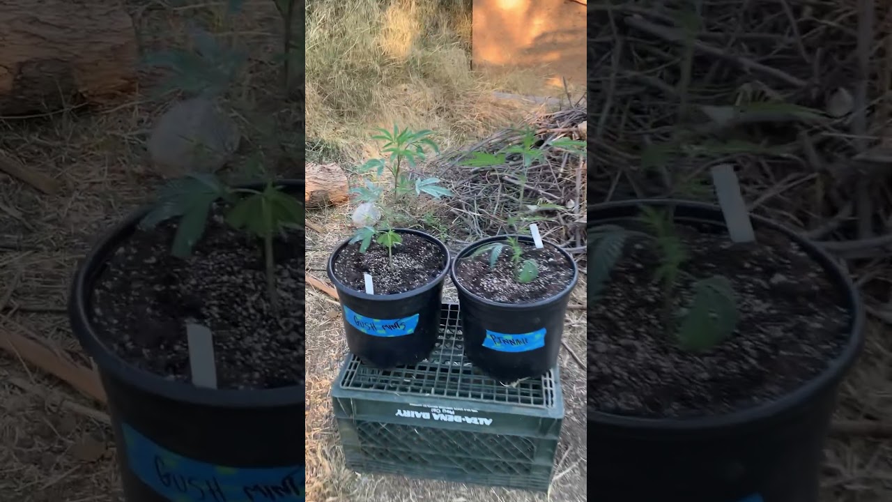 Purple city genetics clones to super soil
