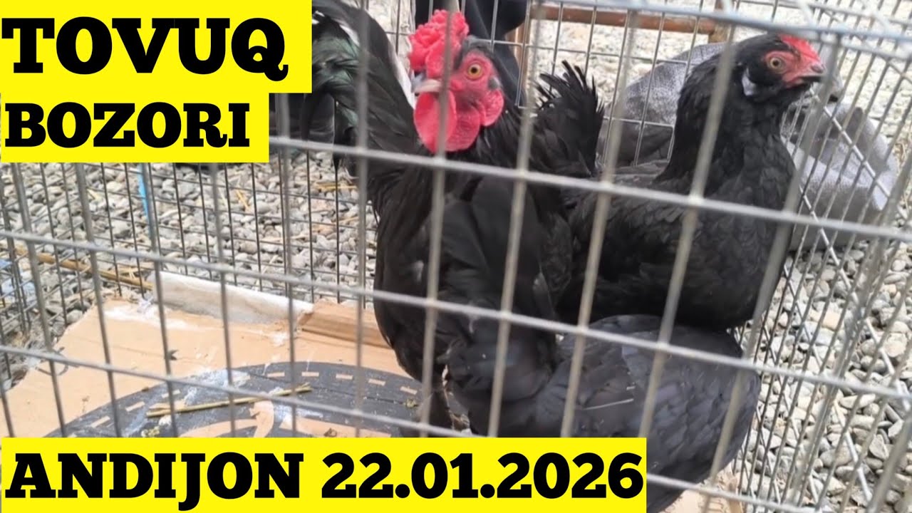 TOVUQ BOZORI ANDIJON 22.01.2026