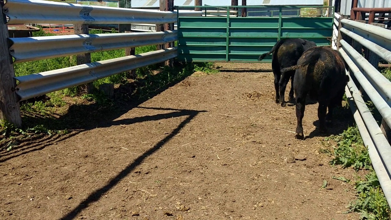 Loading Bulls in a trailer with Annie at 5 months old