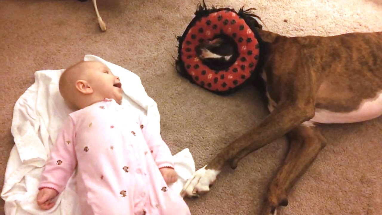 Boxers Playing With Babies
