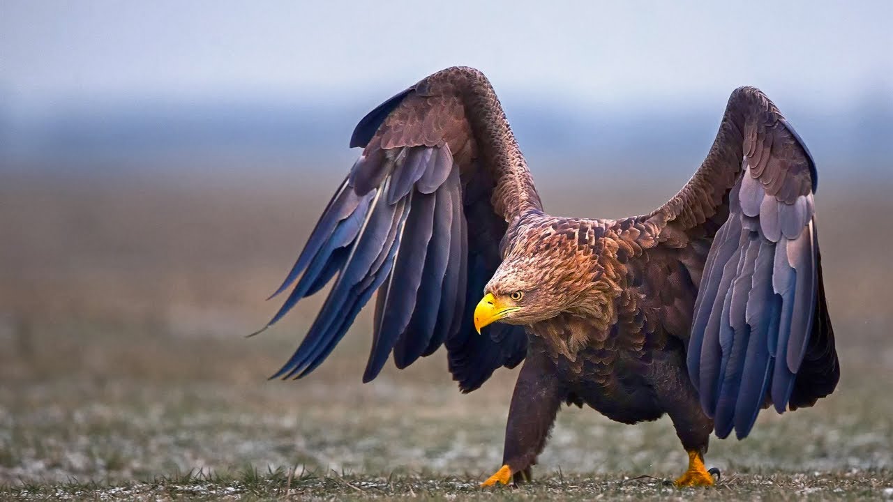 Golden Eagles: The Kings Of The Sky And This Is Why!