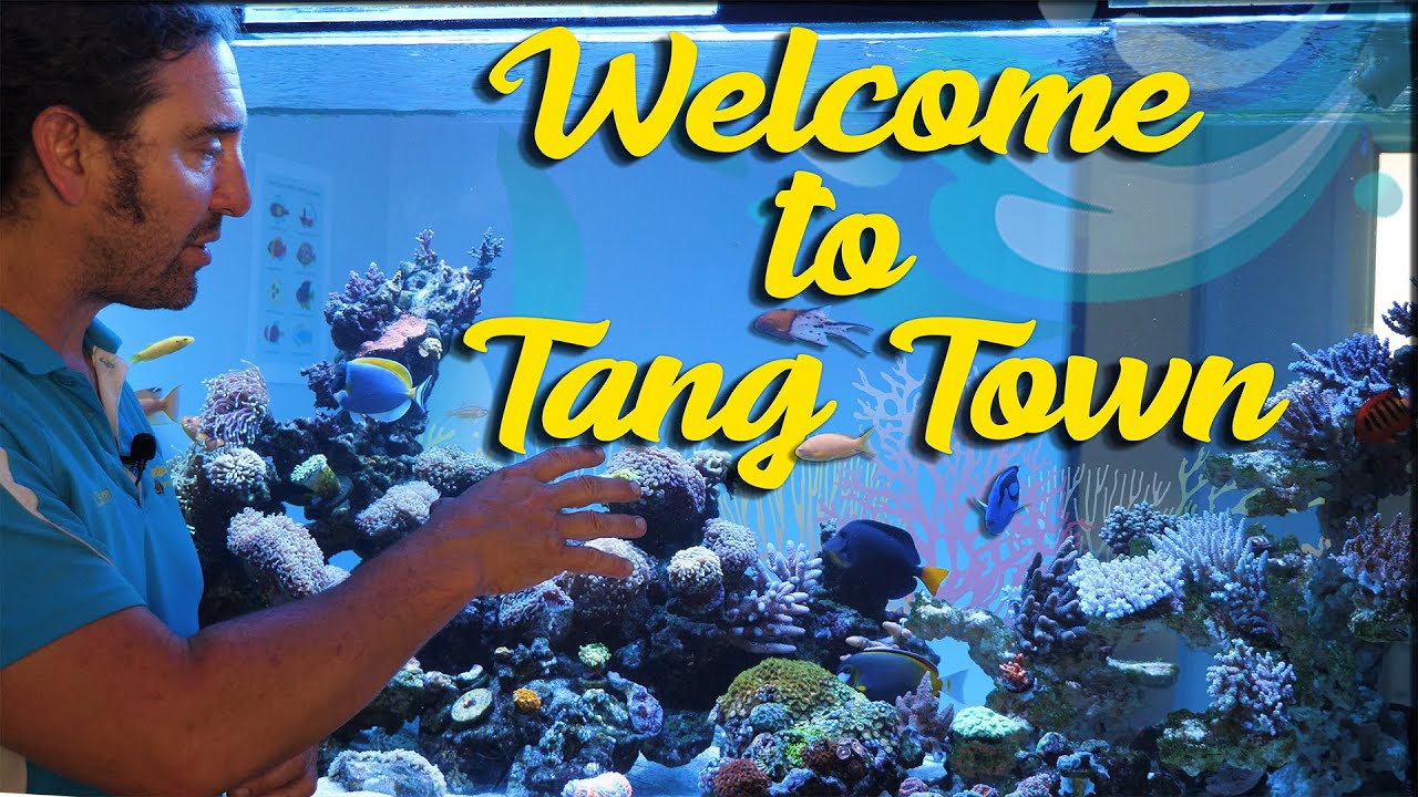 Welcome to Tang Town