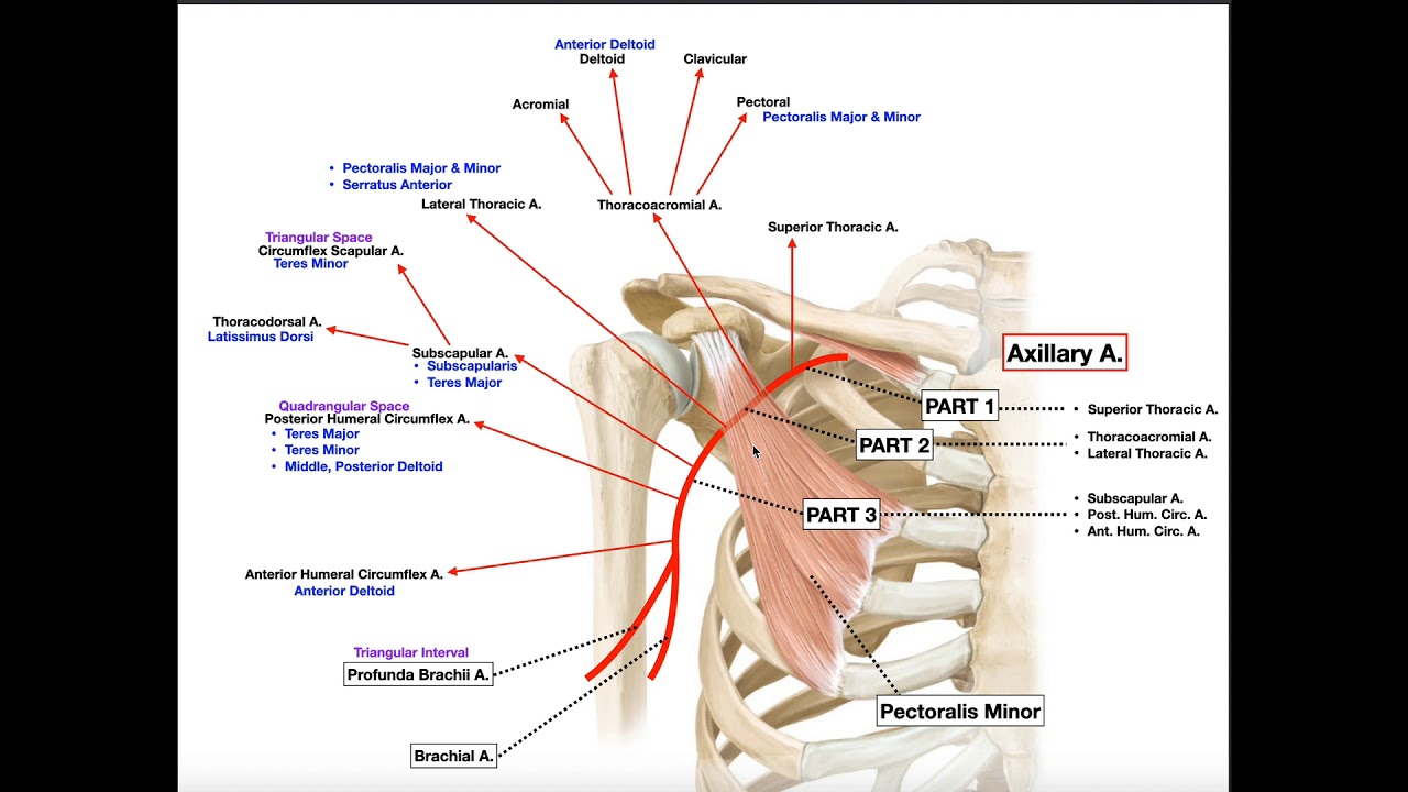 Axillary Artery | Branches & Divisions