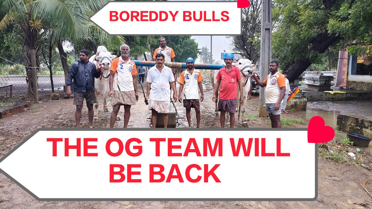 BOREDDY BULLS #BOREDDY KESAVAREDDY #JR VERE NARSHIMHA REDDY#JR INDRASENA REDDY ready to Dharmavaram 