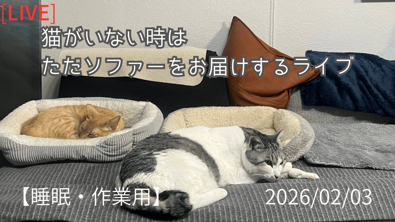 Relaxing Cat Live Stream 🐾 (猫の定点ライブ / 作業用・睡眠用)