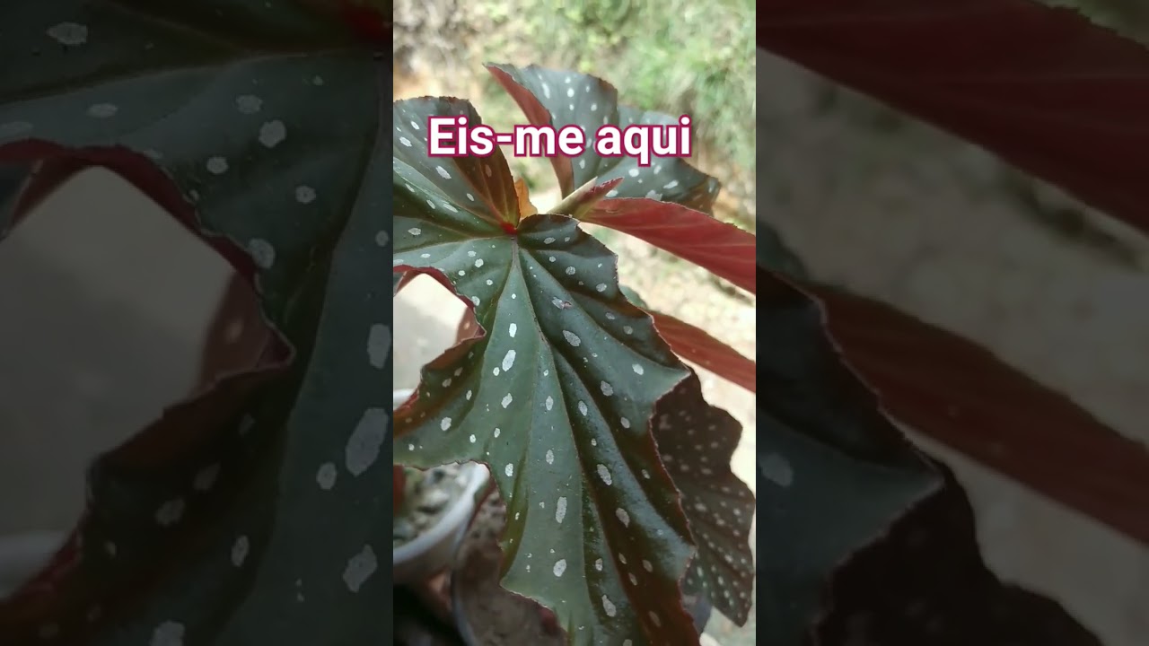 planta de folhagem verde e branco #deixeolike