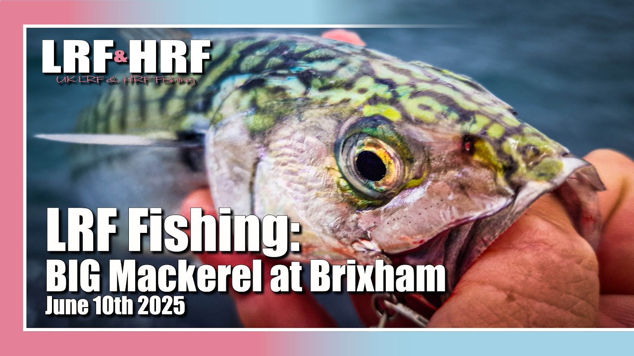 LRF Fishing: Big Mackerel, Pollack and Wrasse on Brixham Breakwater