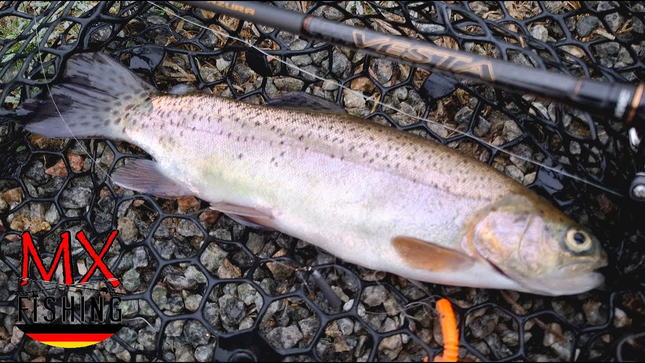 Drop Shot für Winterforellen/ Forellen fischen mit Kunstködern/ Trout Area