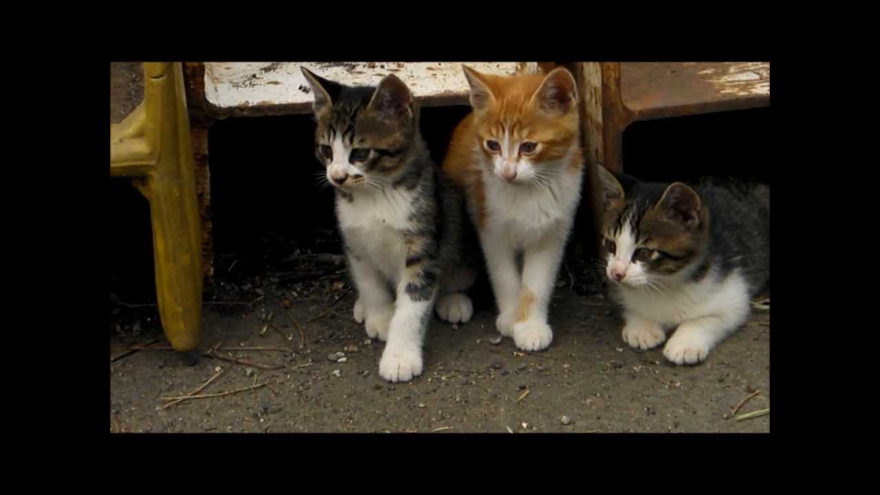 ADORO　Nini Rosso （cats)