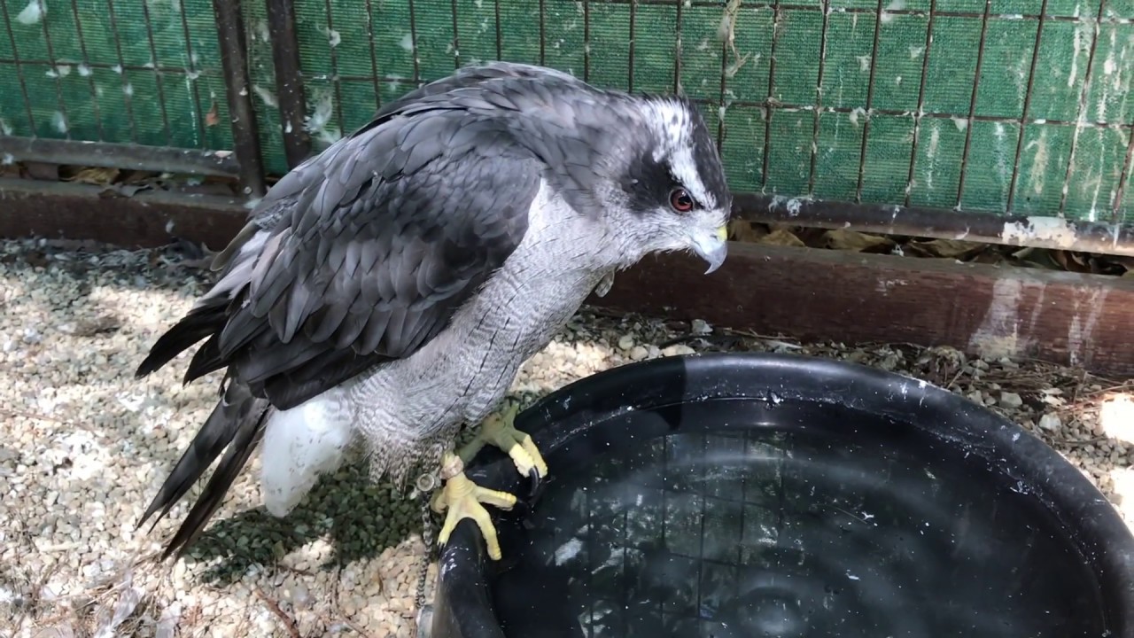 West Nile Virus Almost Kills Falconry Goshawk