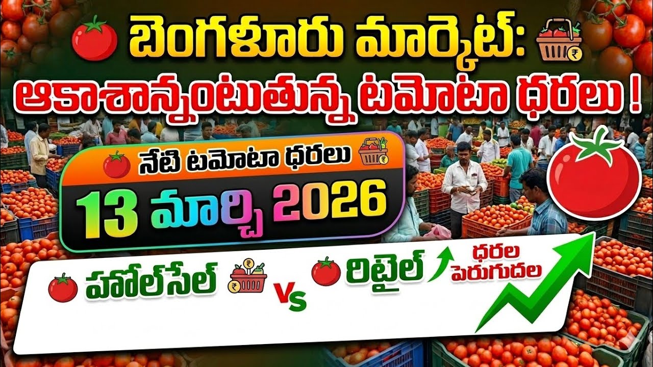 బెంగళూరు మార్కెట్ 🍅ఈరోజు🍅 టమోటా🍅 ధరలు /13/03/26/Today Tomato Market Bangalore price in rate #tomato