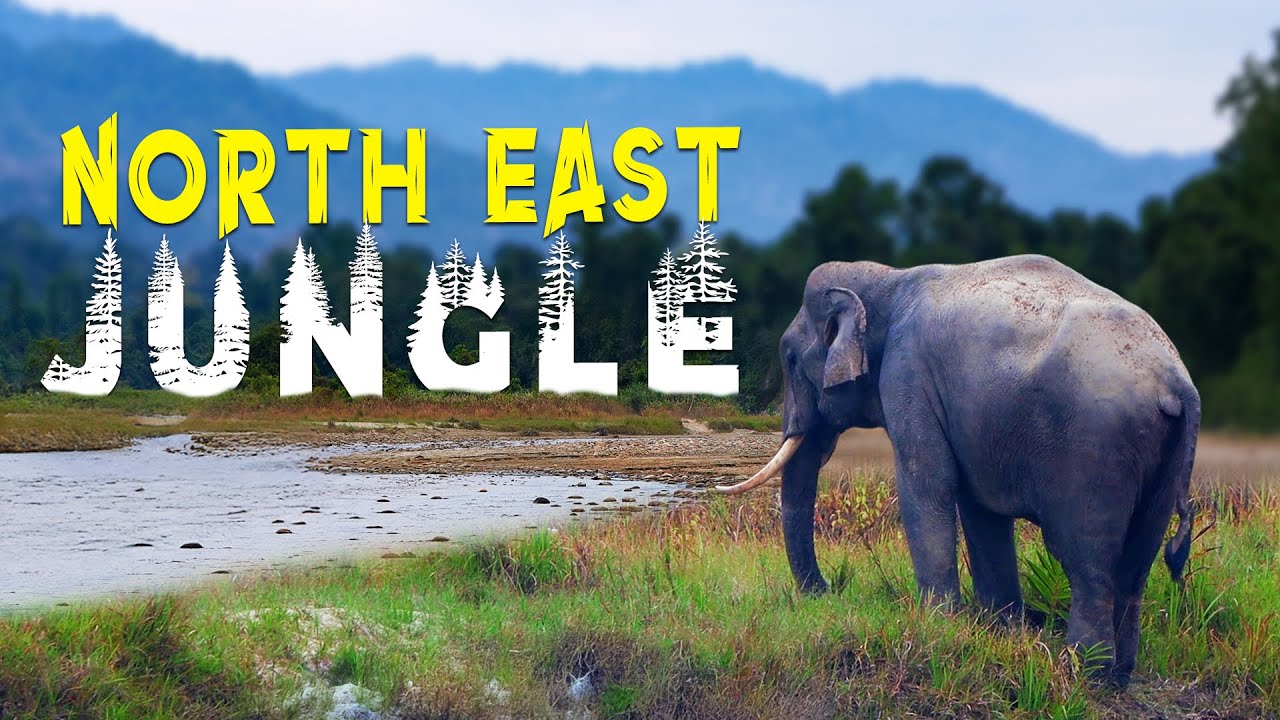 I Found India's Most Underrated Jungle (Pakke Tiger Reserve)