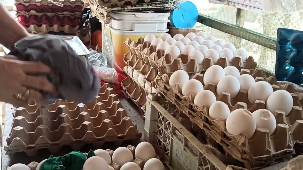 weighing and sorting eggs