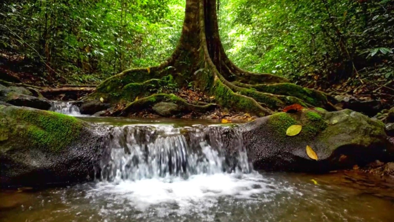 PEACEFUL RIVER STREAM ASMR | RELAXING WATER SOUNDS FOR SLEEP, FOCUS, AND CALMING