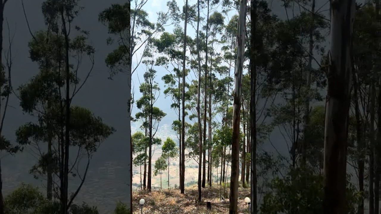 Vattavada Day 2 - Stay at Oreon Orchards Cottage (4K ULTRAHD HDR10+ 60FPS)