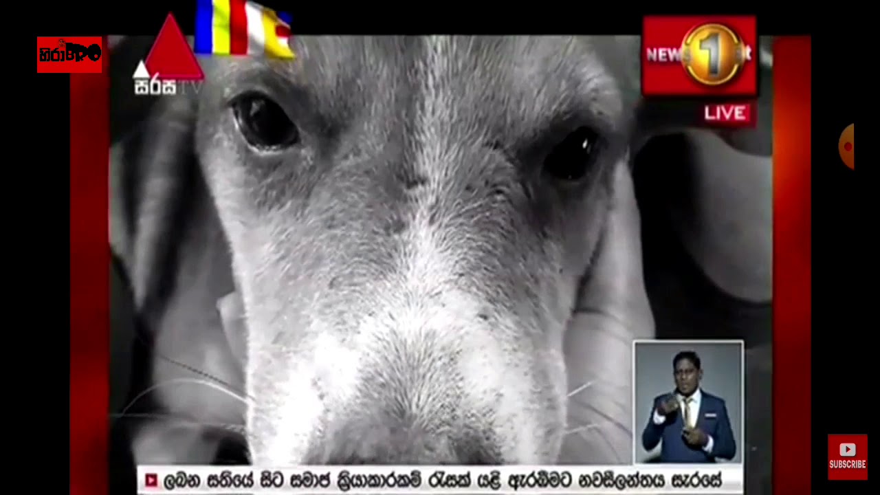 #newst1st #hirabro මනුෂ්&zwj;යත්වය නොදන්නා විශ්&zwj;රාමික පොලිස් නිලධාරීයා !ඔහුටම ආවේණික බල්ලාට ගිය නීතිය!.