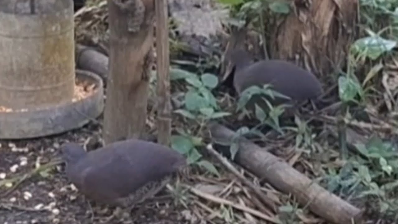 Inhambuguaçu no Comedouro da Chácara Sara
