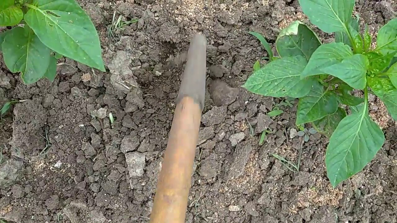 Мой опыт применения бокаши.