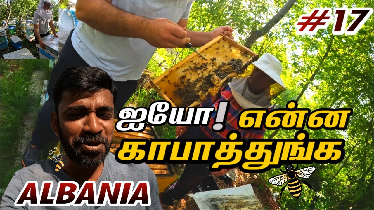 🙆வலிய போய் கொட்டு வாங்குனேன்  | Albania EP17