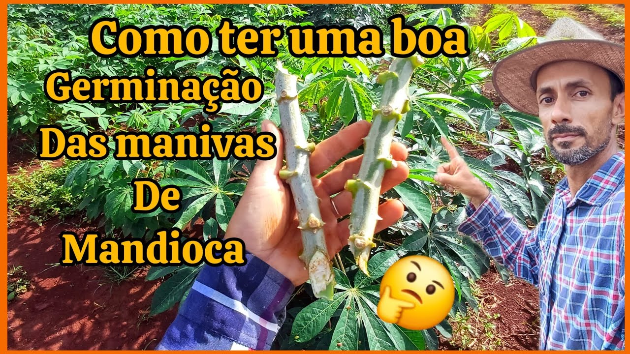 Como ter uma boa germinação no plantiu da maniva de mandioca macaxeira.