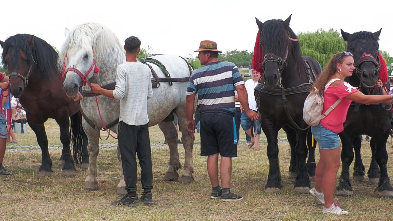 Târg expozițional de cai Trei Movile - Bucovina 29 Iunie 2024