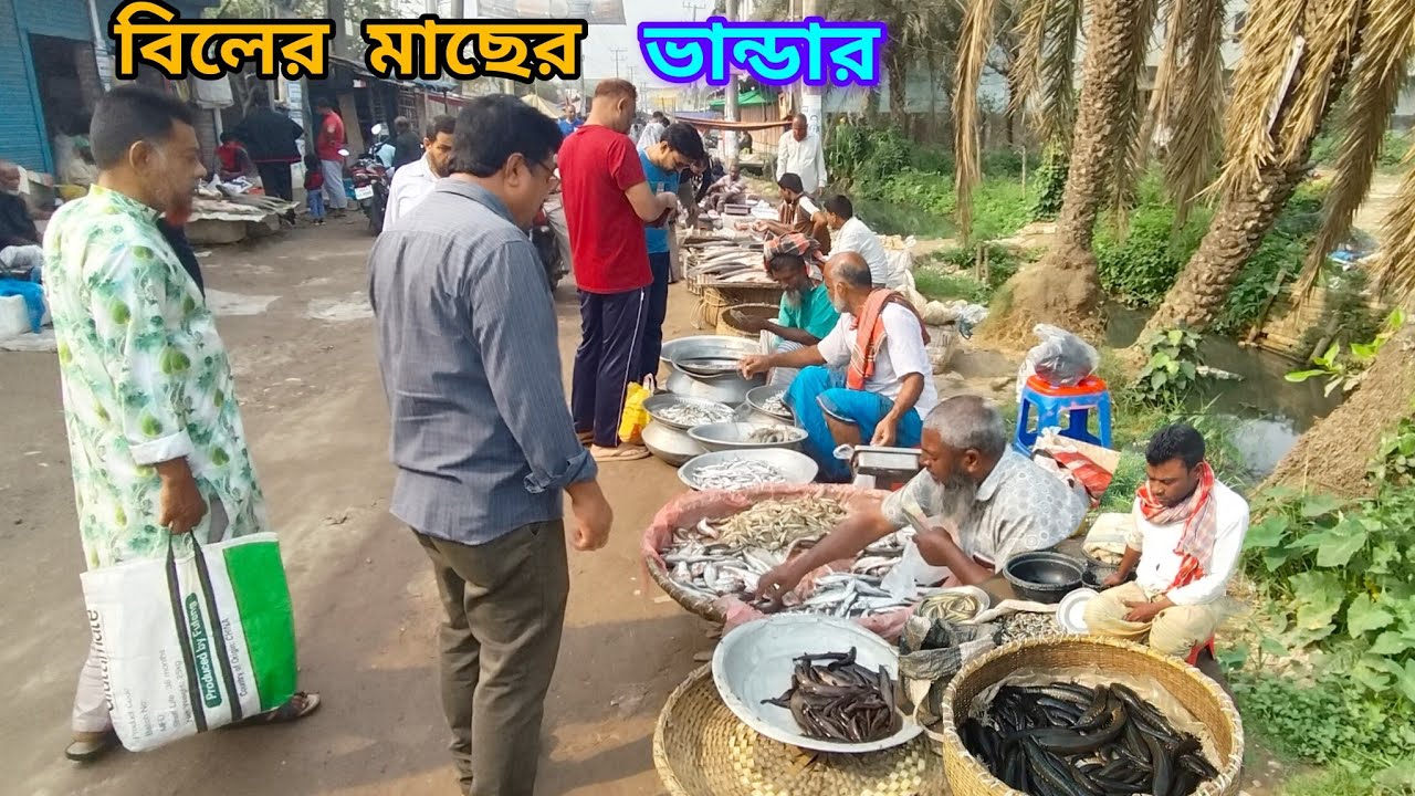 বিলের দেশী মাছের চমৎকার বাজার। মাছুম বাজার। Wonderful fish Market 