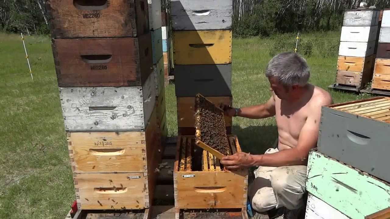 Apicultura la distanta 30   Inapoi la munca