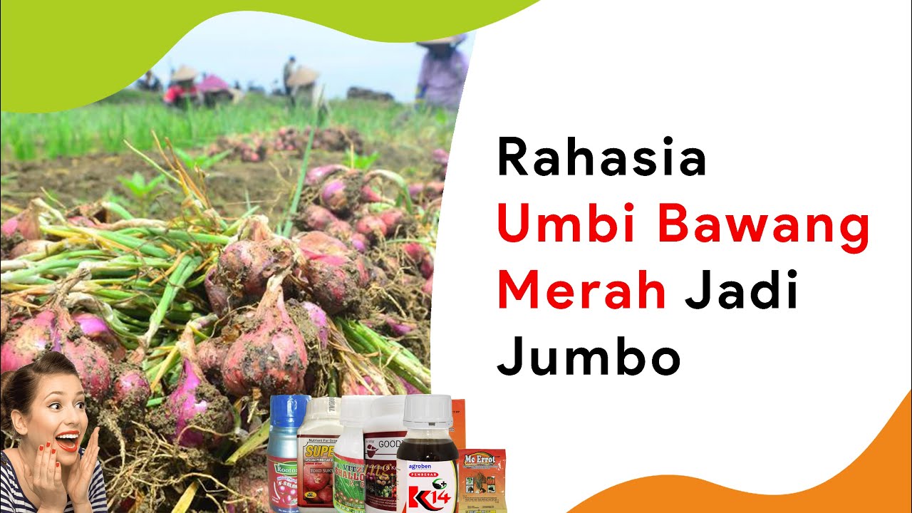 6 Pembesar Umbi Bawang Merah Terbaik, dari Pupuk Sampai Hormon