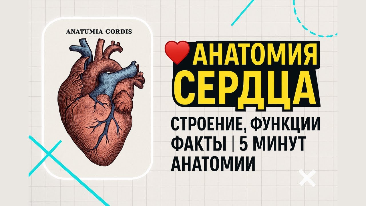 🫀 Анатомия сердца просто | Учись со мной!