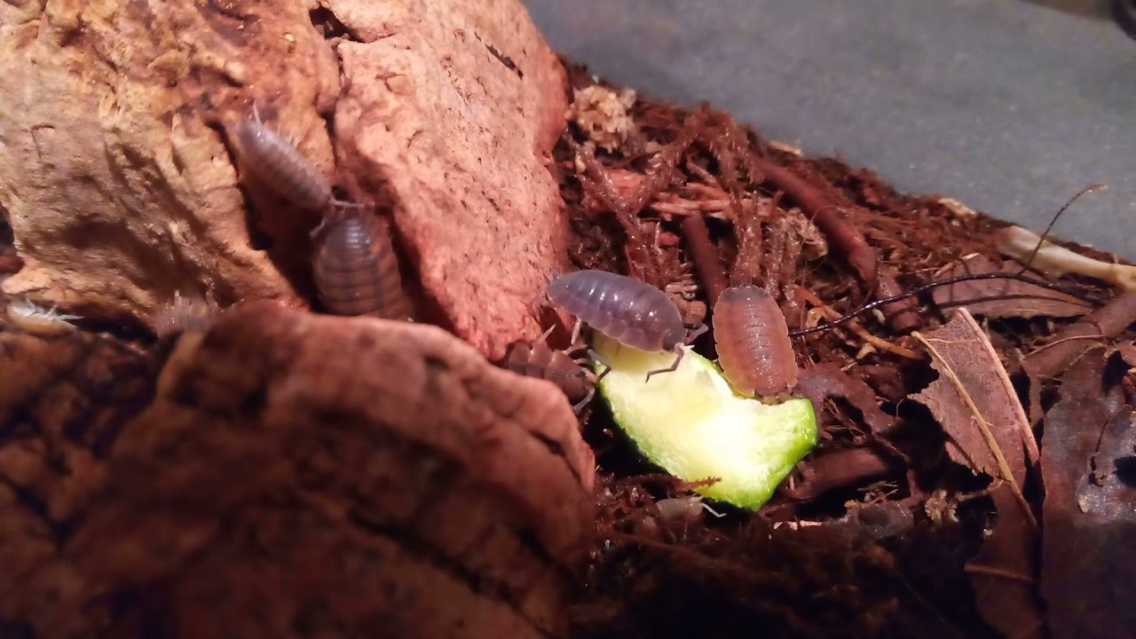 Porcellio scaber "Lava" isopods having a courgette snack.