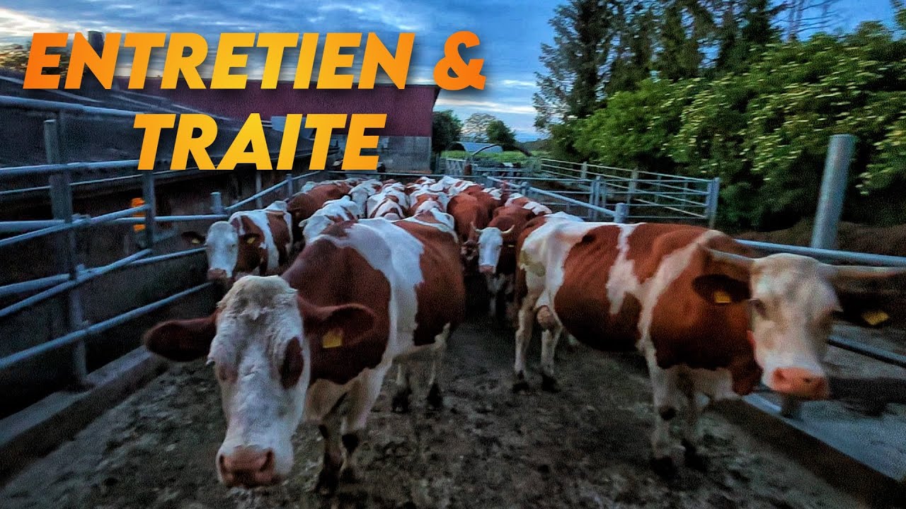 BROYAGE DES BORDURES DE CHAMP & TRAITE DES VACHES 🐮