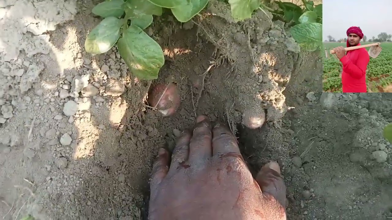 नई वैरायटी लाल मोहन 