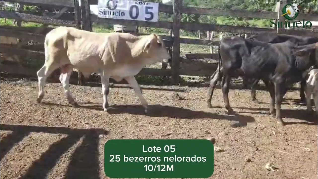 Lote 05